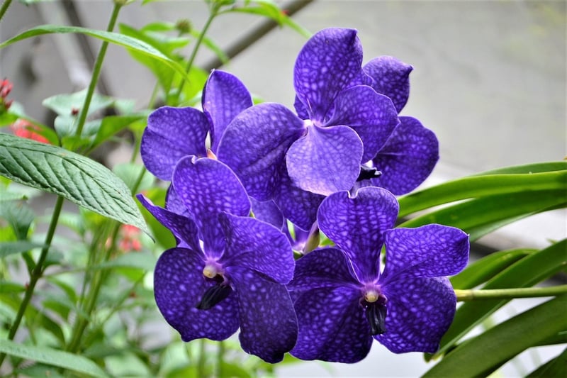 Botanical Creations