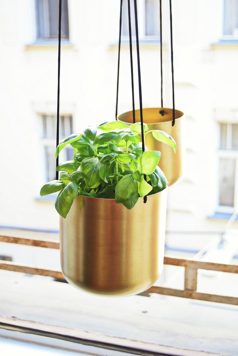 Plant Art Displays