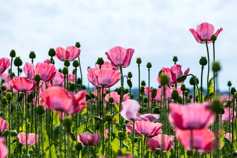 The Flower Fields, California